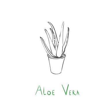 aloe vera el çizimi bitki konsepti.