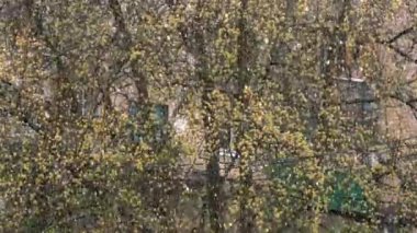 İlkbaharda filizlenen ağaçların arka planında kar.