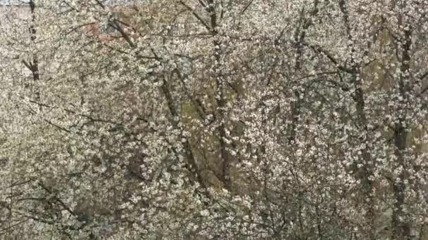 Sníh Jaře Pozadí Kvetoucích Stromů — Stock video