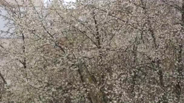 Schnee Frühling Vor Dem Hintergrund Blühender Bäume — Stockvideo