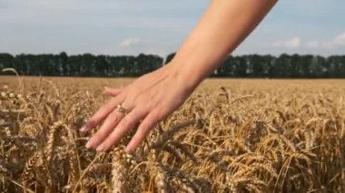 Kadının eli buğday tarlasında koşuyor. Kızın eli buğday kulaklarına dokunuyor. Hasat konsepti. Hasat. Yavaş çekim video görüntüleri