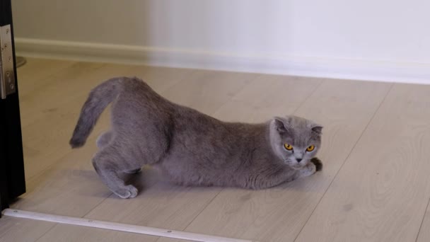 Chat britannique avant l'accouplement. Le chat veut un chat pour l'accouplement .
