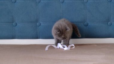 Beyaz kurdeleyle oynayan küçük gri İskoç bir kedi yavrusu.