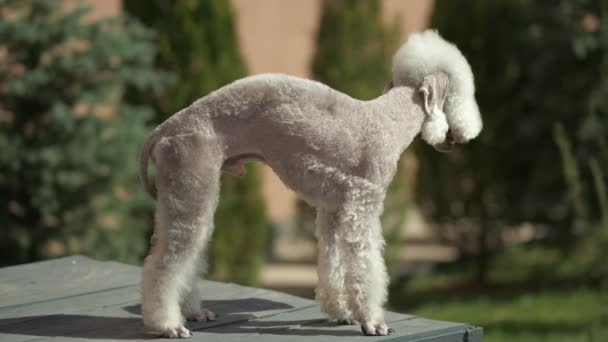 Una Rara Razza Bedlington Terrier Allevato Caccia — Video Stock