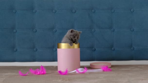 Ein Kleines Graues Schottisches Kätzchen Klettert Aus Einer Runden Geschenkbox — Stockvideo