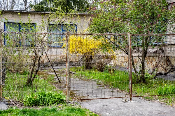 Forsythia Arbusto Que Acerca Primavera Florece Detrás Una Vieja Cerca — Foto de Stock