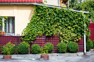 Evin yakınındaki kırmızı demir çit, üzümlerle kaplı..