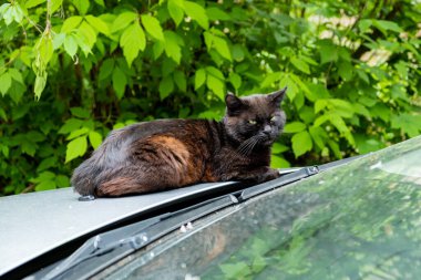Gri bir arabanın kaputunda oturan evsiz siyah kedi..