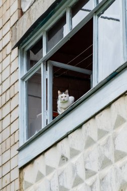 Beyaz kedi çok katlı bir binanın balkonunda oturuyor..