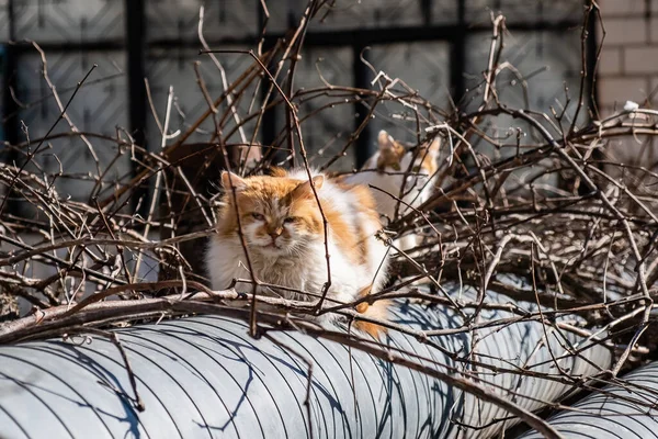 Obdachlose Alte Rote Katze Sitzt Auf Wasserleitungen — Stockfoto