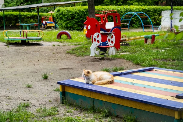 Бездомный Красный Кот Сидит Песочнице Детской Площадке — стоковое фото