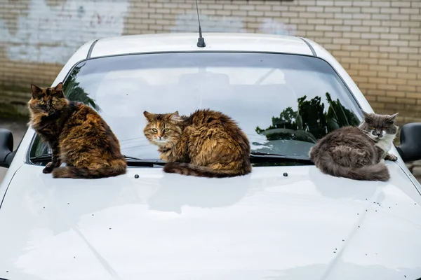 Три Бездомных Кота Сидят Капоте Белой Машины — стоковое фото