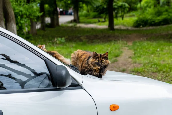 Бездомный Кот Сидит Капоте Белой Машины — стоковое фото