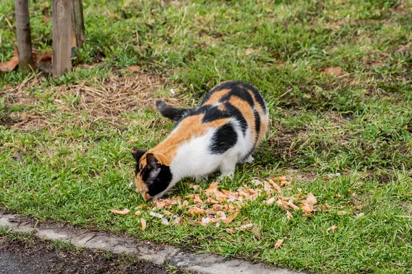 Бродячая Трехцветная Кошка Ест Отходы Креветок — стоковое фото