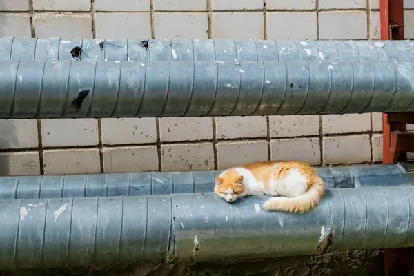 Gato Rojo Viejo Sin Hogar Sentado Tuberías Agua —  Fotos de Stock