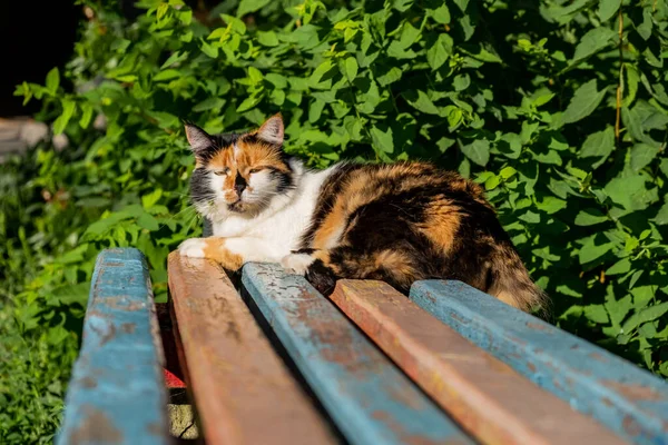 Бродячая Трехцветная Кошка Спит Скамейке — стоковое фото