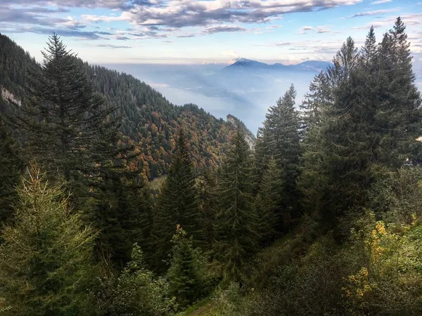 Alp Dağları ormanda