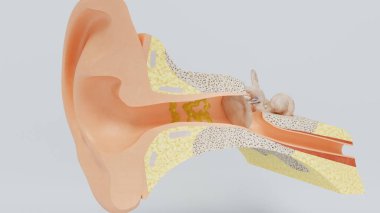 İnsan kulağının 3 boyutlu yapıları. 3d illüstrasyon