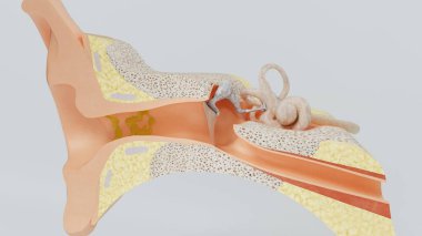 3d render structures of the human ear. 3d illustration clipart