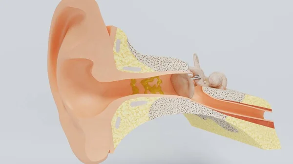 3d καθιστούν δομές του ανθρώπινου αυτιού. 3D εικονογράφηση — Φωτογραφία Αρχείου
