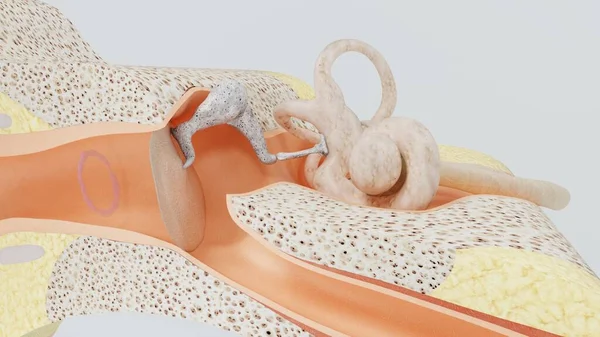 人間の耳の3Dレンダリング構造。3Dイラスト — ストック写真
