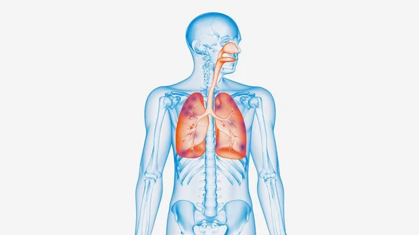 3d rendre le corps humain avec des poumons translucides — Photo