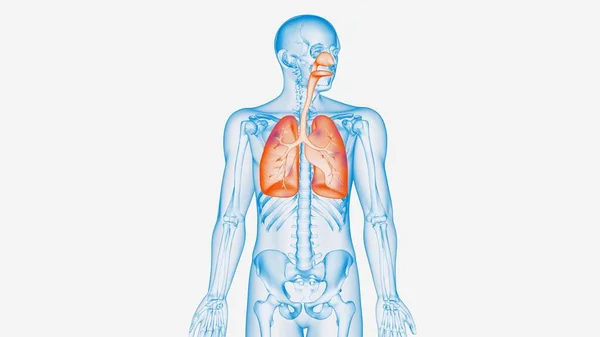 3d renderowanie ludzkiego ciała z półprzezroczystymi płucami — Zdjęcie stockowe