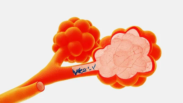 3d візуалізація альвеолів в контексті вивільнення вірусів і бактерій — стокове фото