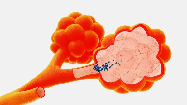 3d рендер альвеол в контексте выпуска вирусов и бактерий — стоковое фото