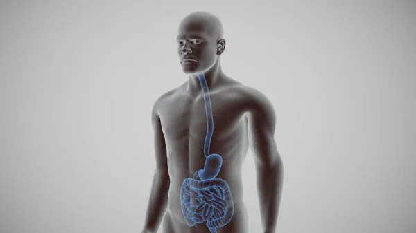 3d renderowanie ludzkiego układu pokarmowego — Zdjęcie stockowe