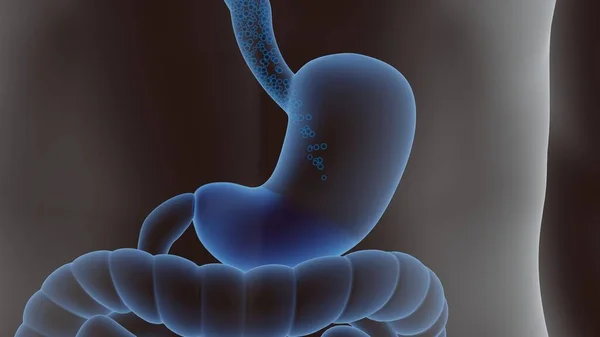 3d визуализация пищеварительной системы человека — стоковое фото