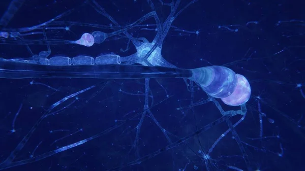 3D візуалізація мозкових нейронів з синапсами та аксонами — стокове фото