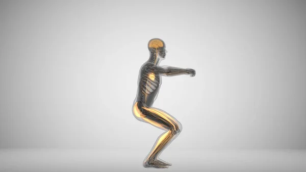 3d renderizado de un hombre haciendo sentadillas con los músculos de retroiluminación — Foto de Stock