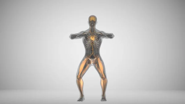 3d render de um homem fazendo agachamentos com backlighting músculos — Fotografia de Stock