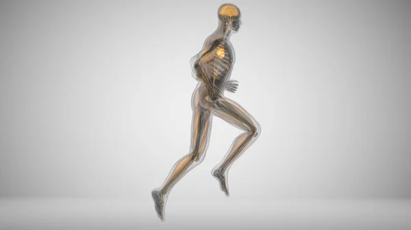 Rendering 3d di un uomo in corsa con illuminazione muscolare — Foto Stock
