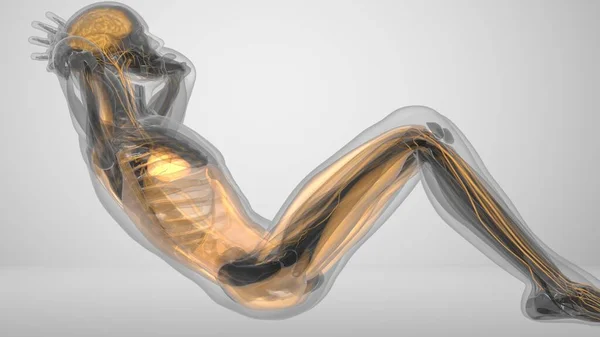 3d ejercicio de renderizado en la prensa con iluminación muscular — Foto de Stock