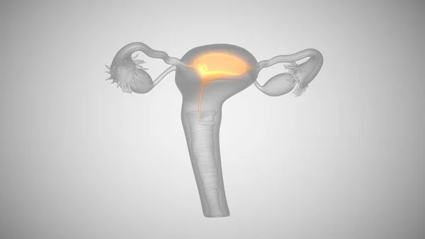 3d renderização de órgãos de saúde feminina. Ovário e colo do útero — Fotografia de Stock