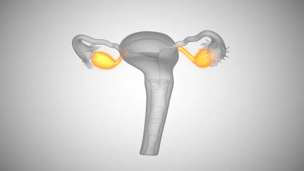 3d render of female health organs. Ovaries and cervix — Stock Photo, Image