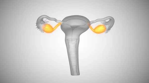 3d визуализация женских органов здоровья. Яичники и шейка матки — стоковое фото