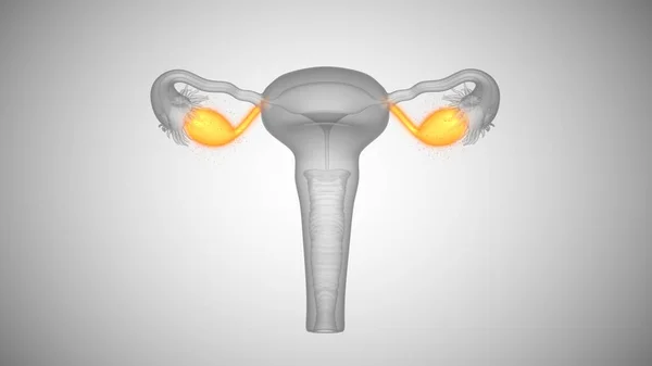 3d render of female health organs. Ovaries and cervix — Stock Photo, Image