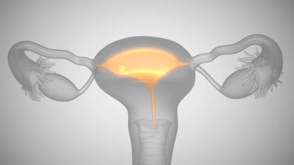 3d renderização de órgãos de saúde feminina. Ovário e colo do útero — Fotografia de Stock