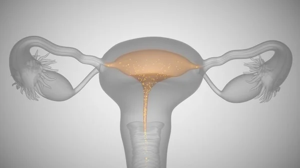 3d визуализация женских органов здоровья. Яичники и шейка матки — стоковое фото