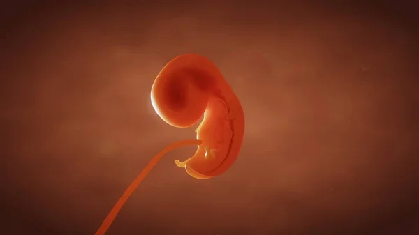 3D render the formation of the fetus of the baby in the womb — Stock Photo, Image