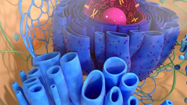 3d renderowanie komórek ciała. Model komórki 3d ilustracji. — Zdjęcie stockowe