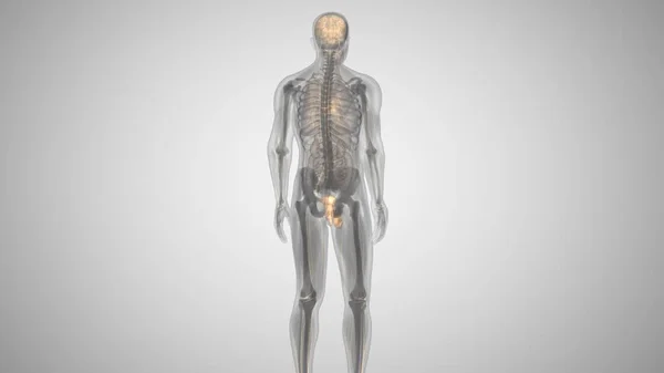 Rendering 3D di un uomo con un pene illuminato. salute dell'uomo — Foto Stock