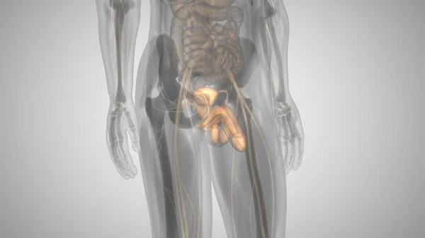 3d render of a man with an illuminated penis. mans health — 图库照片