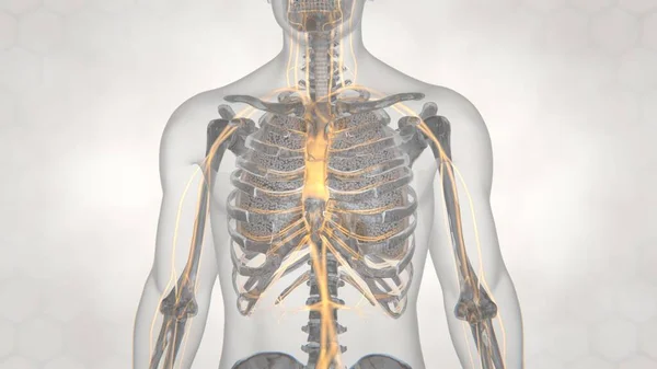 3d renderowanie ludzkiej struktury płuc — Zdjęcie stockowe
