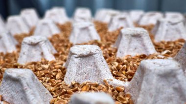 Tepside buğday taneleri