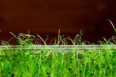 Raflardaki tepsilerde büyüyen mikro yeşiller, konsept tasarım