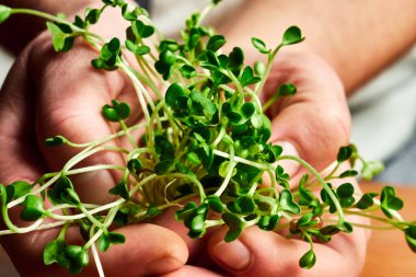 Kadın ellerini tutuyor ve kafasında mikro-yeşillikler, mikro-yeşiller kesiyor.